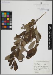 Foto von Salix atrocinerea Brot.
